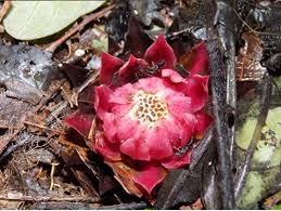 Image result for Thonningia