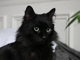 Race De Chat Noir Aux Yeux Verts Image De Chat De Race