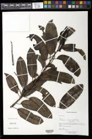 Image result for Shirakiopsis