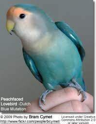 peachfaced lovebird aka rosy faced lovebird breeding