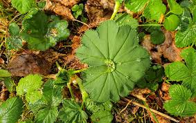 … سيترويدى وهو يزيد من خطورة ارتفاع الضغط ويسبب قرح فى المعدة واضرار بالغه … ÙÙˆØ§Ø¦Ø¯ Ø¹Ø´Ø¨Ø© Ø±Ø¬Ù„ Ø§Ù„Ø£Ø³Ø¯ Just Food