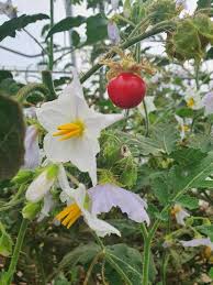 Image result for Solanum