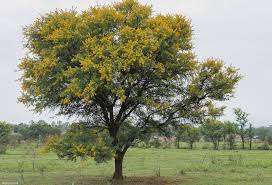 Image result for Acacia karroo