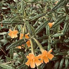 Image result for Mimulus