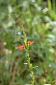Image result for Striga asiatica