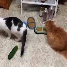 Cucumbers Are Too Dangerous For Cats Be Careful Video Funny Animal Videos Funny Animals Cute Funny Animals