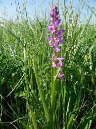 Image result for Summerhayesia