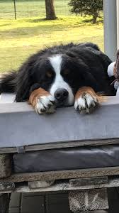 We did not find results for: Pin By Nathalia Barcellos On Cute Baby Animals In 2020 Cute Dogs Cute Animal Pictures Cute Little Animals