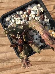 Image result for Duvalia