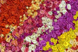 We did not find results for: Closeup View Of Beautiful Wall Made Of Red Pink Violet Purple White And Yellow Rose Flowers Valentines Day Background Stock Photo Picture And Royalty Free Image Image 81861040