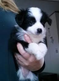 Our puppies are masca (miniature australian shepherd club of a… Toy Australian Shepherd Pets And Animals For Sale Ohio