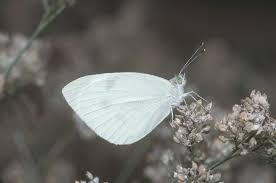 Check spelling or type a new query. Small Cabbage White Butterfly Photograph By Robert J Erwin