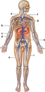Bio 163 The Cardiovascular System Blood Vessels And Circulation Diagram Quizlet