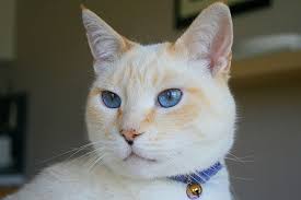 The Saga Of Peaches Cats Pretty Cats Cats And Kittens