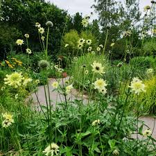 Image result for Cephalaria