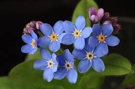 Same day delivery by a professional florist in north haven, ct. Forget Me Not Blue Myosotis Sylvatica Annual Flower 200 Seeds Seeds For Africa