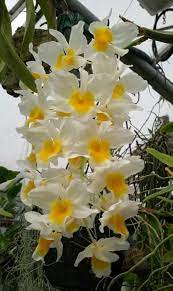Pin On Orquidea