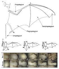 Bat wing or butterfly pulmonary opacities refer to a pattern of bilateral perihilar shadowing. The Anatomy And Development Of The Bat Wing A Outline Of Extended Download Scientific Diagram