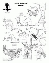 Vector black and white illustration. Prairie Animals Coloring Pages Coloring Home