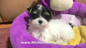 Explore 56 listings for biewer terrier puppies for sale uk at best prices. Beautiful Biewer Yorkies In Florida Youtube