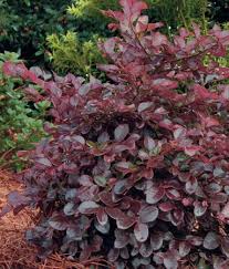 Loropetalum Chinensis Purple Diamond Colesville Nursery Purple Pixie Loropetalum Southern Living Plants Evergreen Shrubs