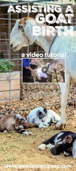 Assisting A Goat Birth Delivery A Video Tutorial In 2020 Goats Goat Farming Goat Care