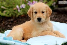 Find golden retriever puppies and breeders in your area and helpful golden retriever information. Cute Doggies And Puppies Free Images Golden Retriever Adoption New Mexico Usa