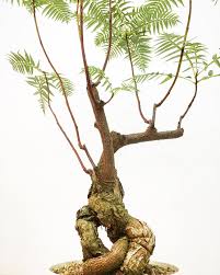 Image result for Erythrophysa