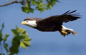 8 Scorpio Sign Symbols You Never Knew About Guy Counseling Bald Eagle Scorpio Sign Symbol Eagle Images