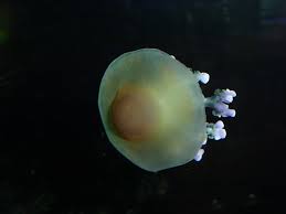 Check spelling or type a new query. Fried Egg Jellyfish October 2013 Zoochat