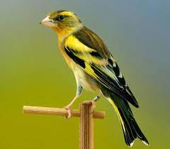 Aviario Lhman Hibridos Del Jilguero Jilguero Pajaros Hermosos Verderon