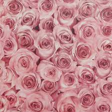 What a change from our first unfortunate visit. Arthouse Rose Wall Raspberry Vinyl Wallpaper 297108 The Home Depot