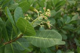 Image result for Anacardium occidentale