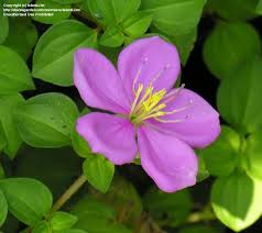 Image result for Heterotis rotundifolia