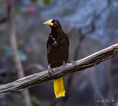 Image result for Dolichos pseudocajanus