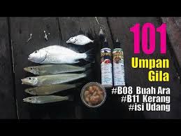 634 resep udang galah ala rumahan yang mudah dan enak dari komunitas memasak terbesar dunia! Memancing Ikan Siakap Ikan Kerapu L Matsumoto Power Bait B02 Perisa Udang By Matsumoto Fishing Bait