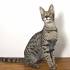 Savannah Cat Breeders - Savannah Cats, Bengal Cats For Sale