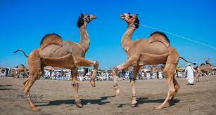 What noise does a camel make Camel Dance Steemit