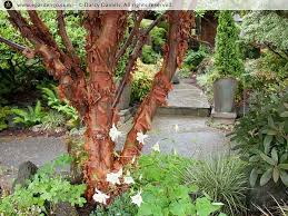 Pin On Best Plants For Northwest Gardens