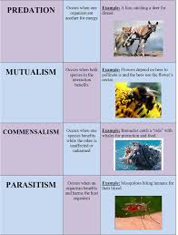 Image Result For Examples Mutualism Commensalism Mutualism Pollination
