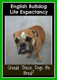 Pugs probably came to holland by way of the dutch east india trading company. English Bulldog Life Expectancy Paws Right Here
