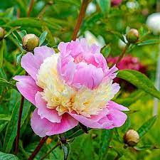 Easy To Grow In Any Climate Or Soil The Unusual Pink And White 5 7 Double Blooms Of This Hybrid Are As Paeonia Lactiflora Spring Hill Nursery Unusual Plants