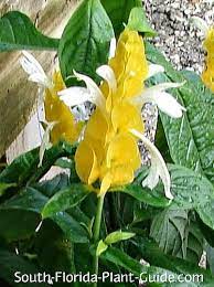 We did not find results for: Flowering Perennials For South Florida