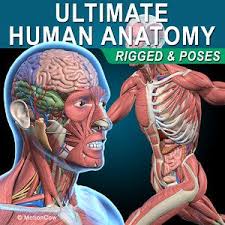 Reproductive System 3d Models For Download Turbosquid In 2020 Human Anatomy Human Anatomy Model Human Brain Anatomy