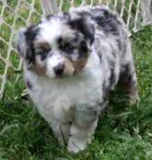Triple cross aussies of texas are breeders of aussiedoodles and miniature and toy australian shepherds (mini & toy aussies). Texas Miniature Toy Aussie Australian Shepherds Puppies For Sale Breeders