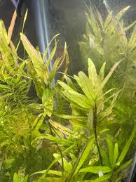 Image result for Hygrophila