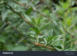 Image result for Polystachya johnstonii