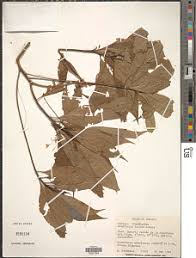 Image result for Schlechterina mitostemmatoides