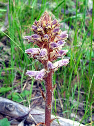 Image result for Orobanche minor