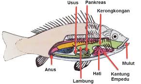 Sistem pernafasan pada ikan dapat berlangsung efisien dengan bantuan organ utama yang disebut insang serta alat pernafasan lainnya. Organ Tubuh Ikan Dan Fungsinya Mikirbae Com